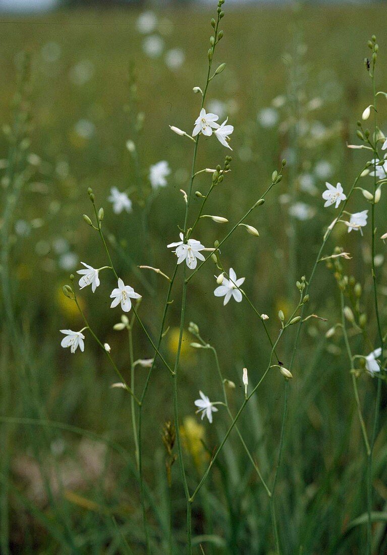 Anthericum ramosum (Branchy grass lily)