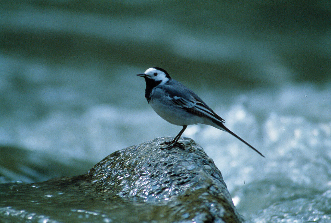 Bachstelze (Motacilla alba) auf Stein im Wasser