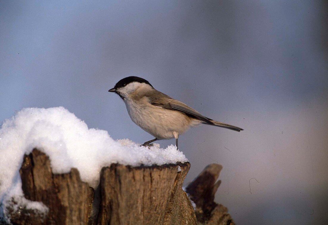 Marsh Tit or Barn Tit (Poecile palustris) on snowy tree stump