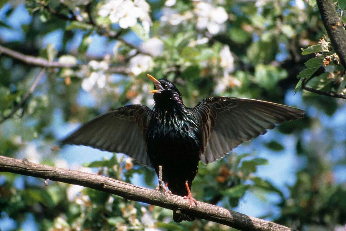 Singing starling (Sturnus vulgaris) in a tree