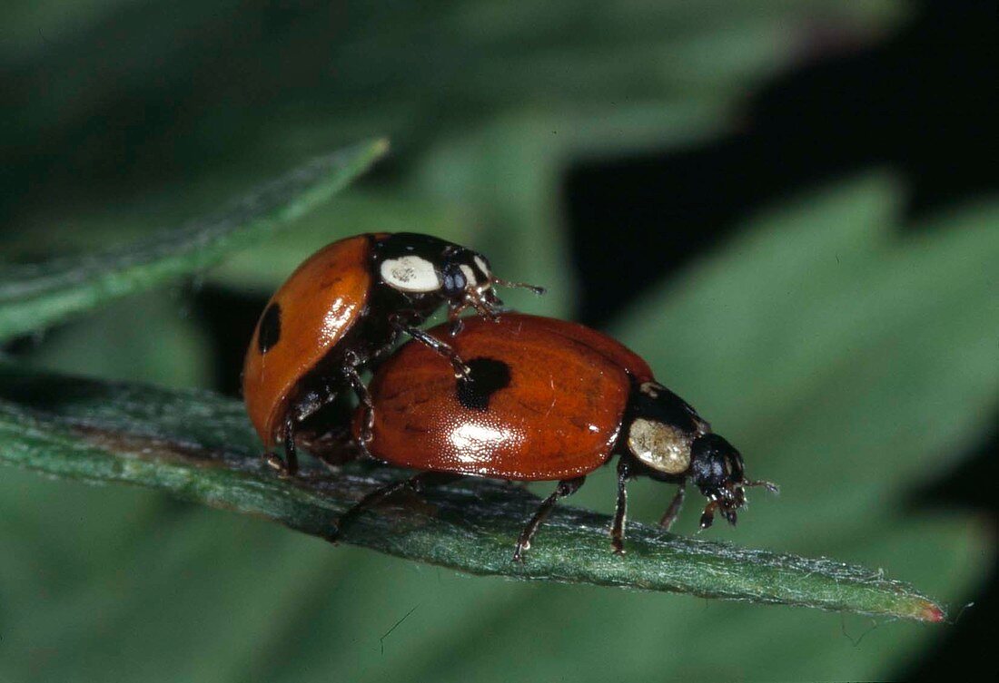 Zweipunkt-Marienkäfer oder nur Zweipunkt (Adalia bipunctata) bei der Paarung