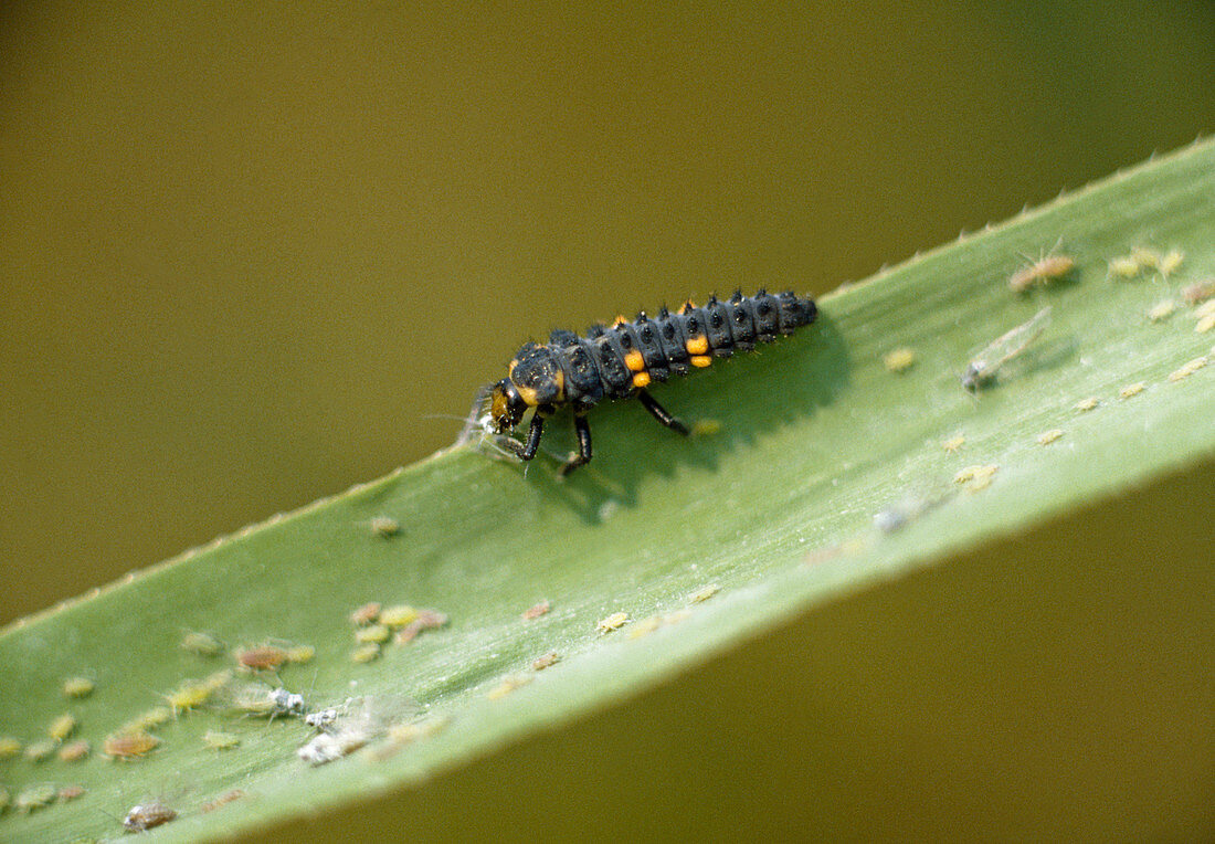Ladybird larva eats aphids