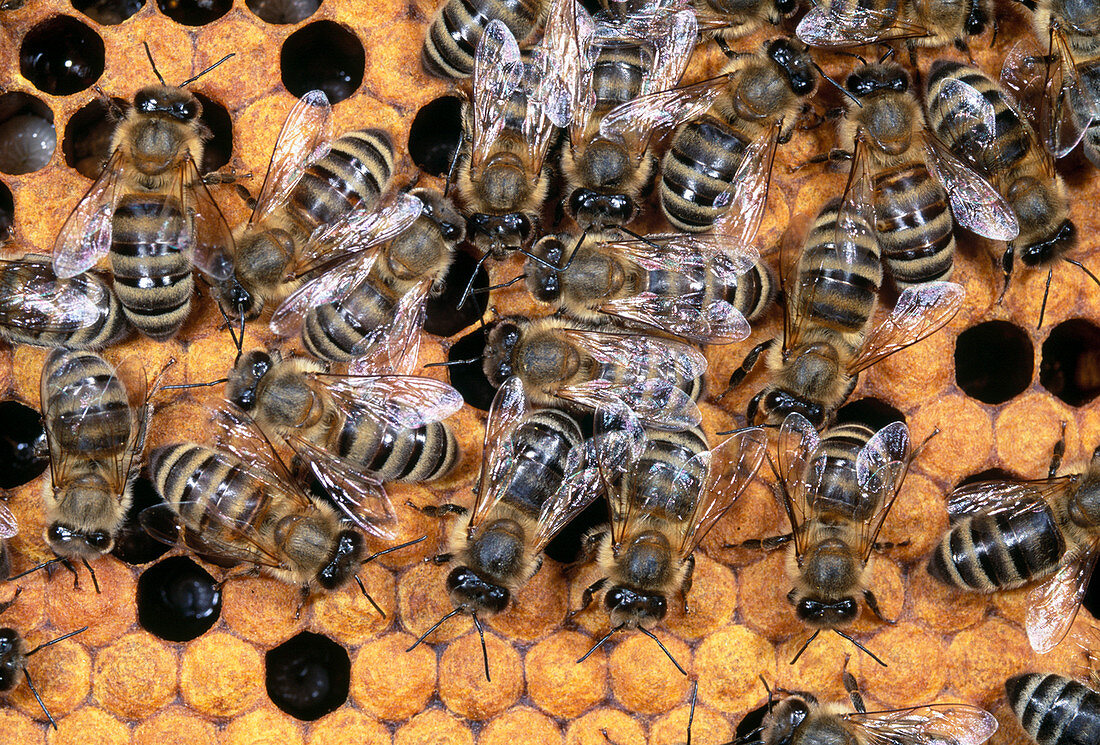 Honigbienen auf Waben im Bienenstock, Apis mellifera, Oberbayern, Deutschland