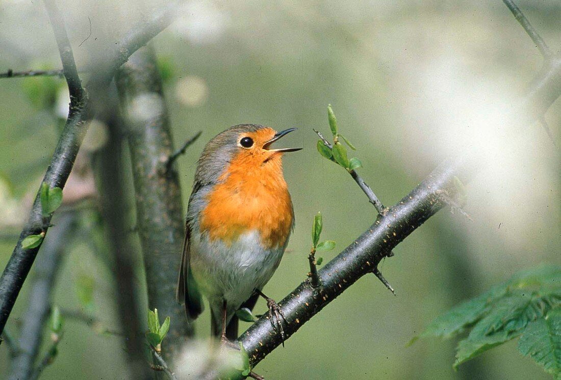 Robin singing in spring, Erithacus rubecula, Bavaria, Germany