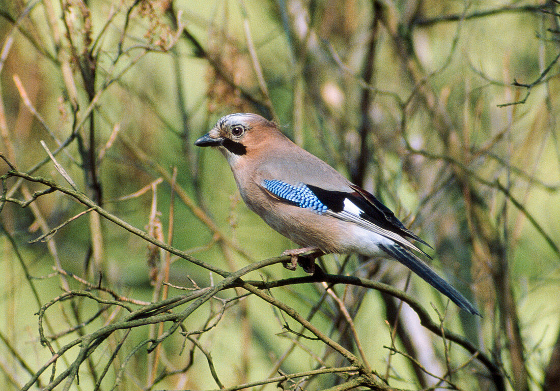 Eichelhäher (Garrulus glandarius) auf Zweig