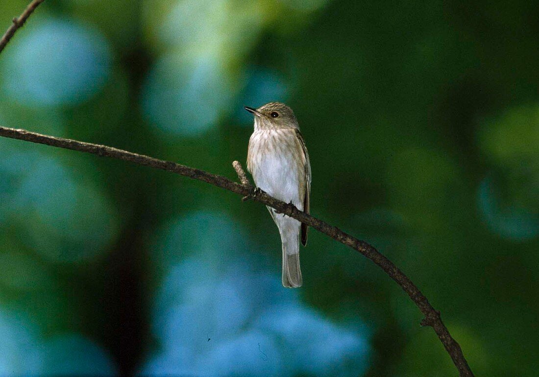 Grauschnäpper (Muscicapa striata) auf Zweig