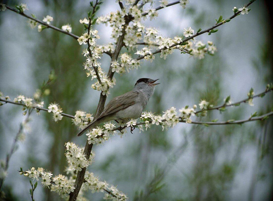 Blackcap, male (Sylvia atricapilla)