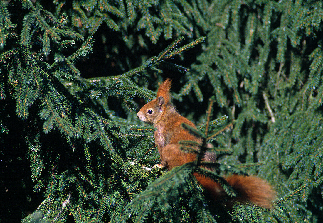 Eichhörnchen (Sciurus vulgaris) in Fichte