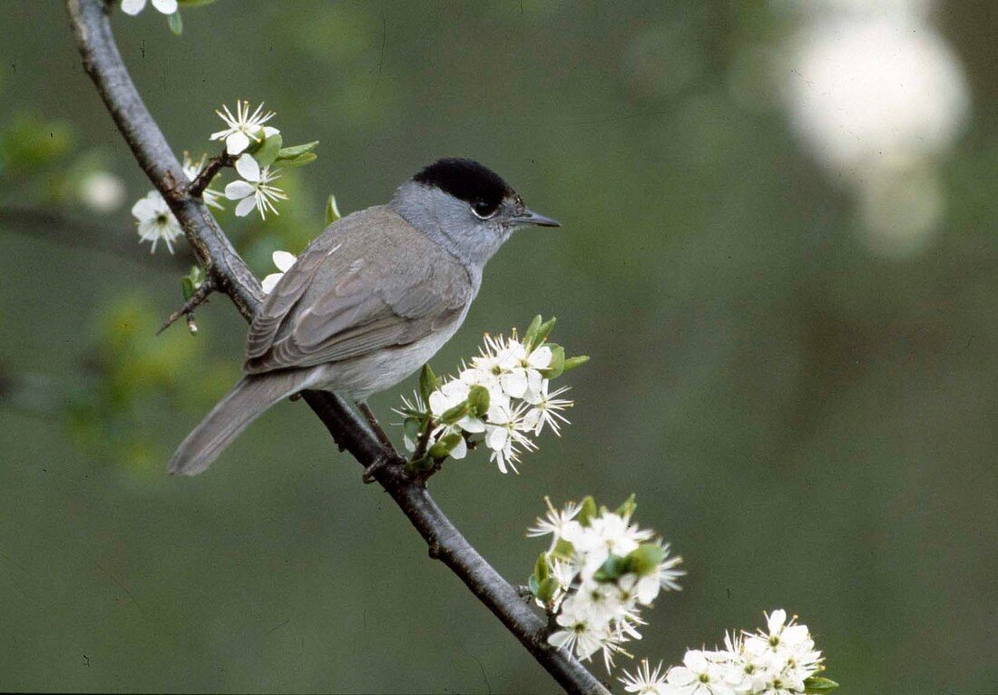 Blackcap warbler male (warbler)