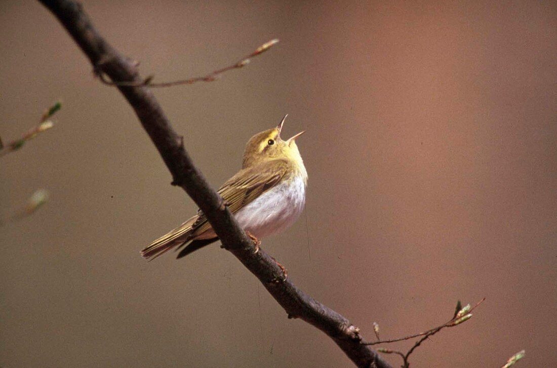 Waldlaubsänger (Phylloscopus sibilatrix) auf Zweig