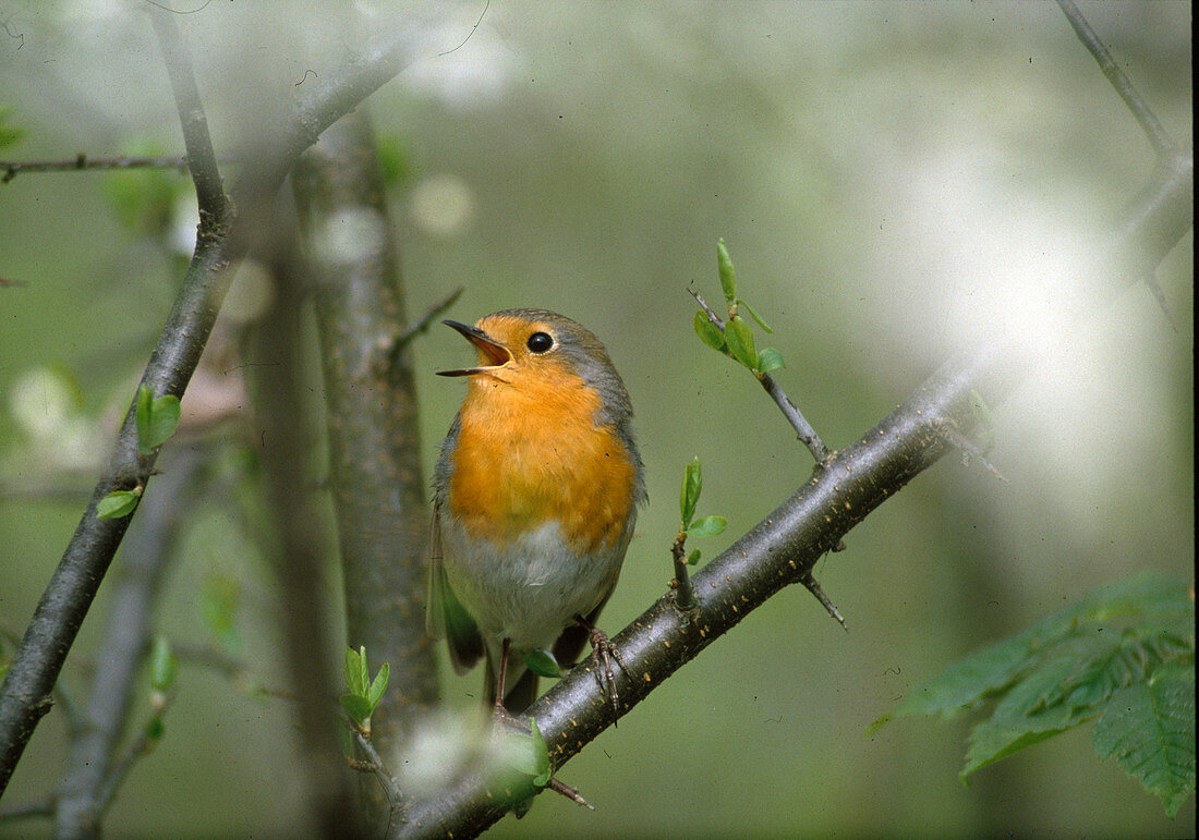 Robin singing in spring, Erithacus rubecula, Bavaria, Germany