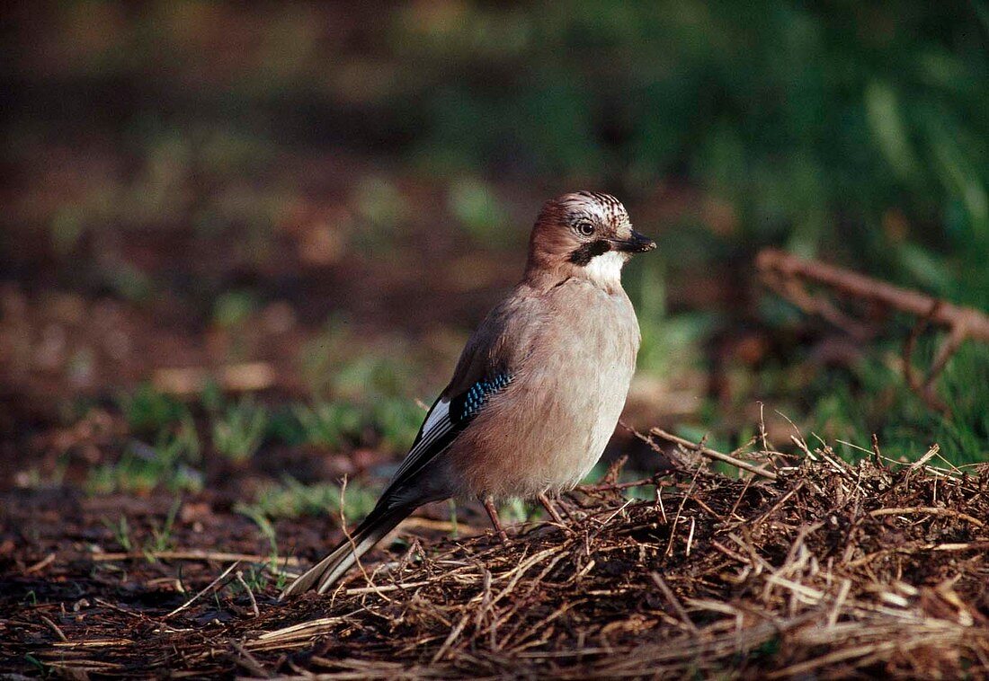 Jay (Garrulus glandarius) in search of food