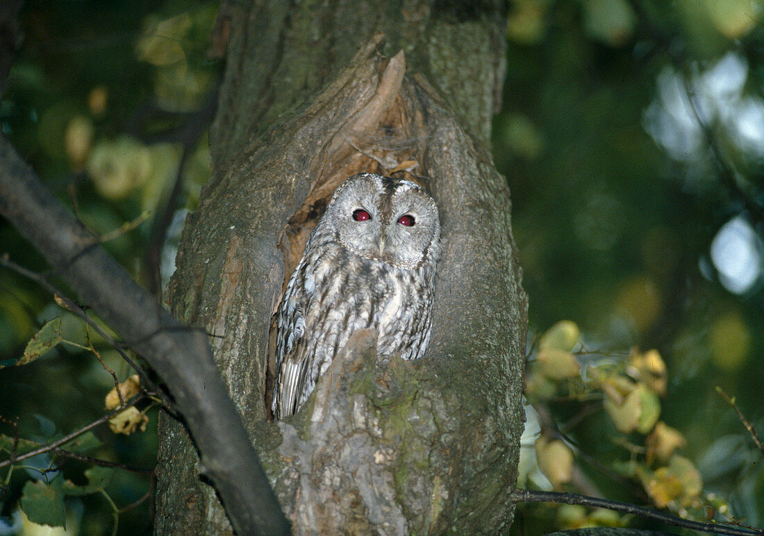 Habichtskauz oder Ural-Kauz (Strix uralensis)