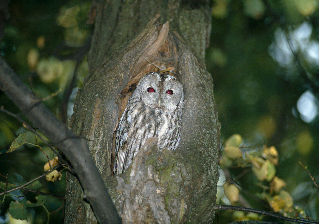 Ural Owl or Ural Owl (Strix uralensis)
