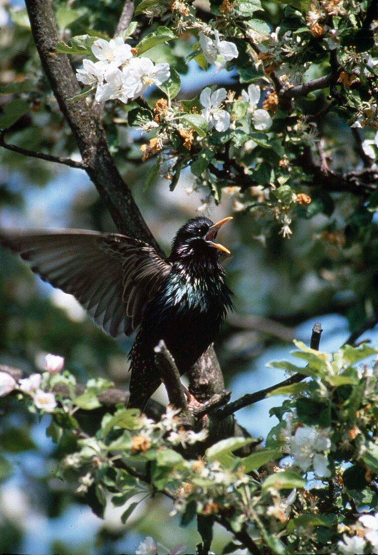 Singing starling (Sturnus vulgaris) in tree