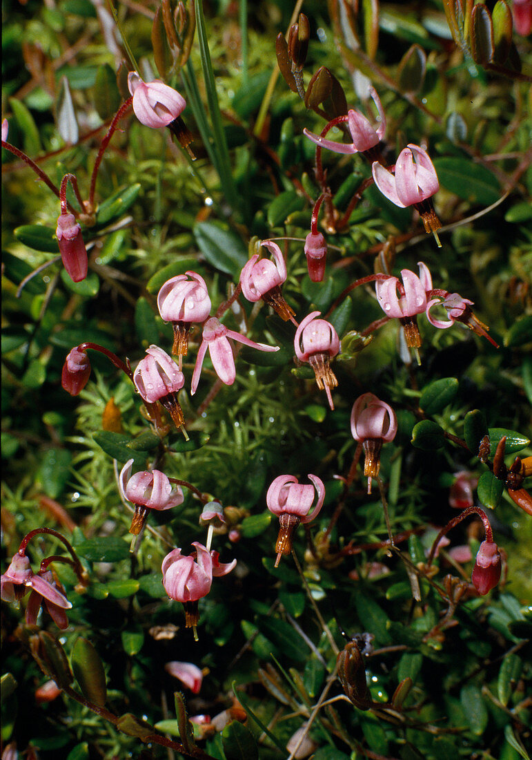 Common cranberry (Vaccinium oxycoccos, syn. Oxycoccus palustris)