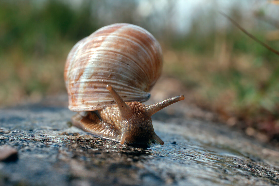 Weinbergschnecke (Helix pomatia)