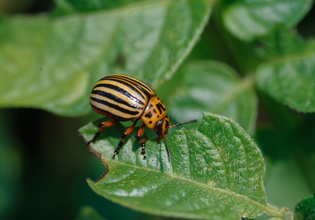 Wothe: Leptinotarsa decemlineata (Potato beetle) on potato leaf
