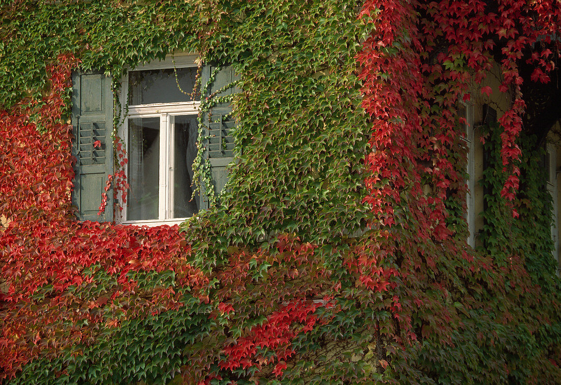Parthenocissus tricuspidata (Three-pointed Maidenhair Vine, Wild Vine) growing on the front of a house