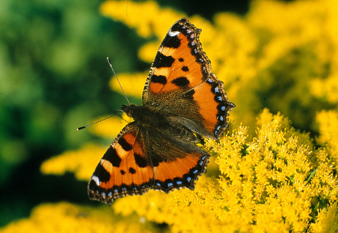 Kleiner Fuchs (Aglais urticae; Syn: Nymphalis urticae) auf Solidago (Goldrute)