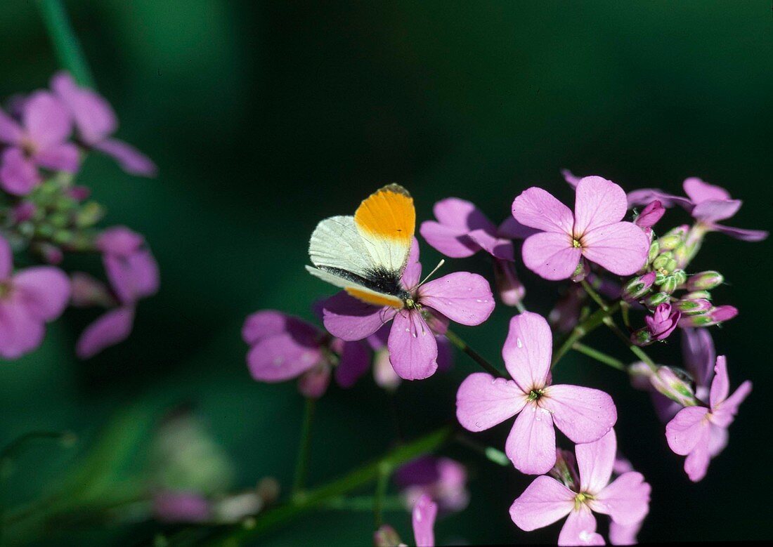 Aurora butterfly (Anthocharis cardamines) on meadowfoam (Cardamine pratensis)