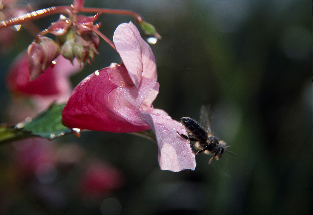 Impatiens glandulifera Glandular knapweed