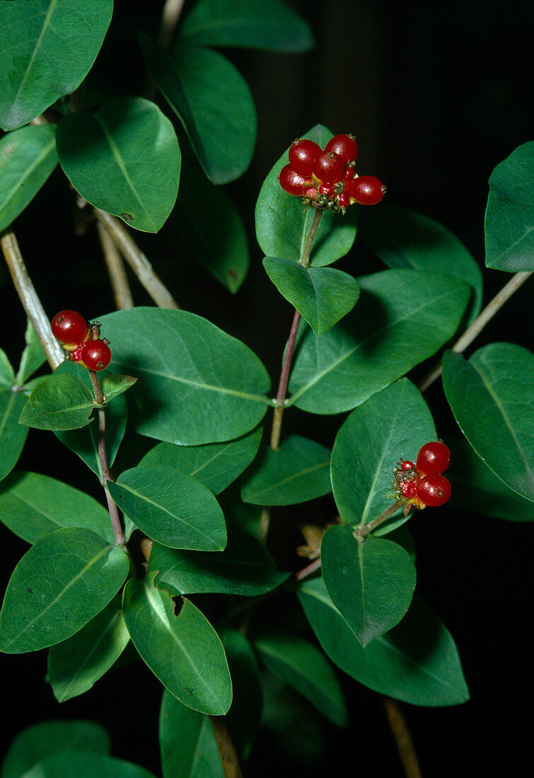 Lonicera periclymenum (German Honeysuckle, Forest Honeysuckle) Fruits