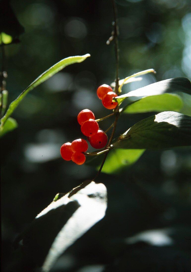 Lonicera xylosteum (Rote Heckenkirsche) - Früchte