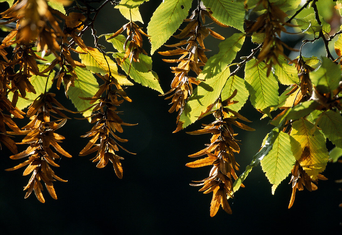 Carpinus betulus (Hainbuche), Früchte