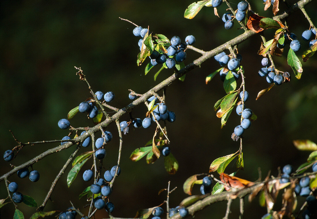 Prunus spinosa (Schlehe, Schwarzdorn) - Früchte