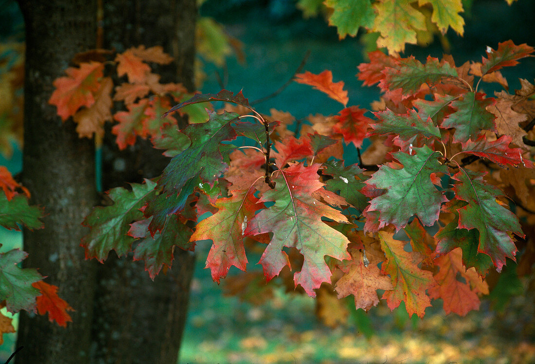 Quercus rubra (American red oak), autumn colouring