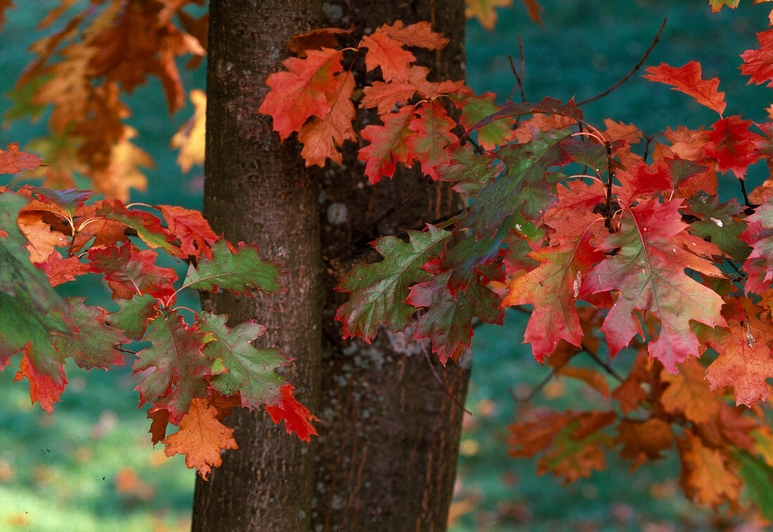 Quercus (oak) - leaves - autumn colouring