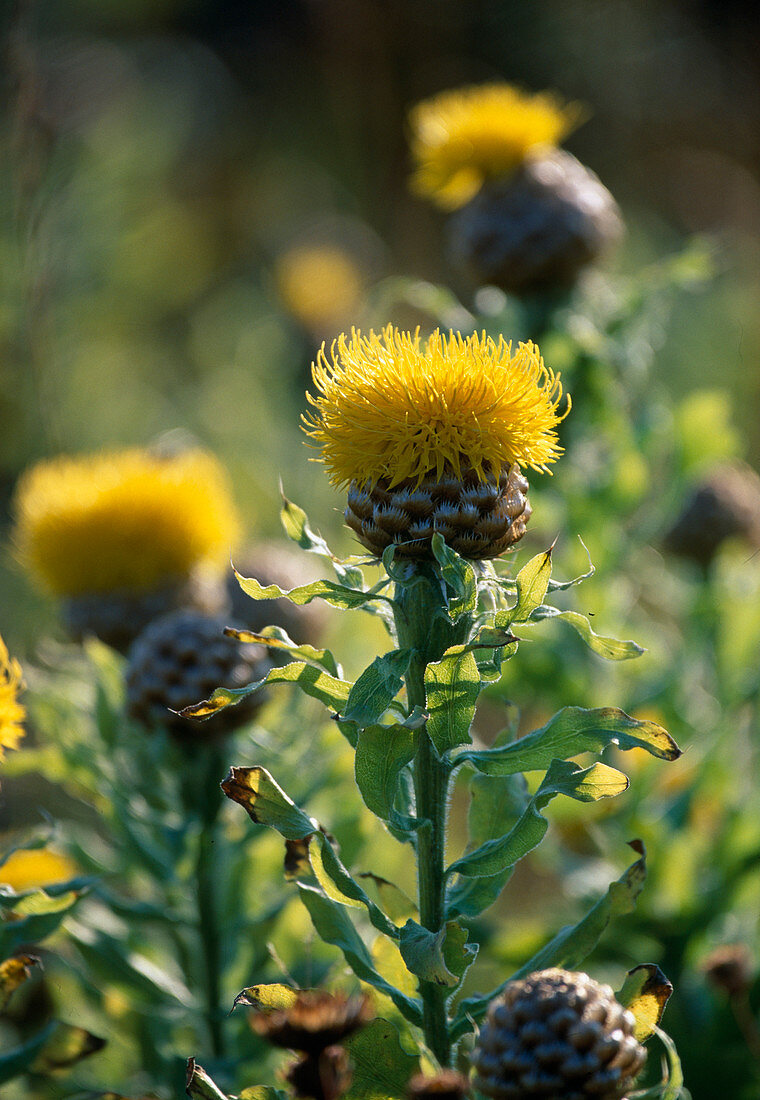 Centaurea macrocephalata (Caucasus knapweed)