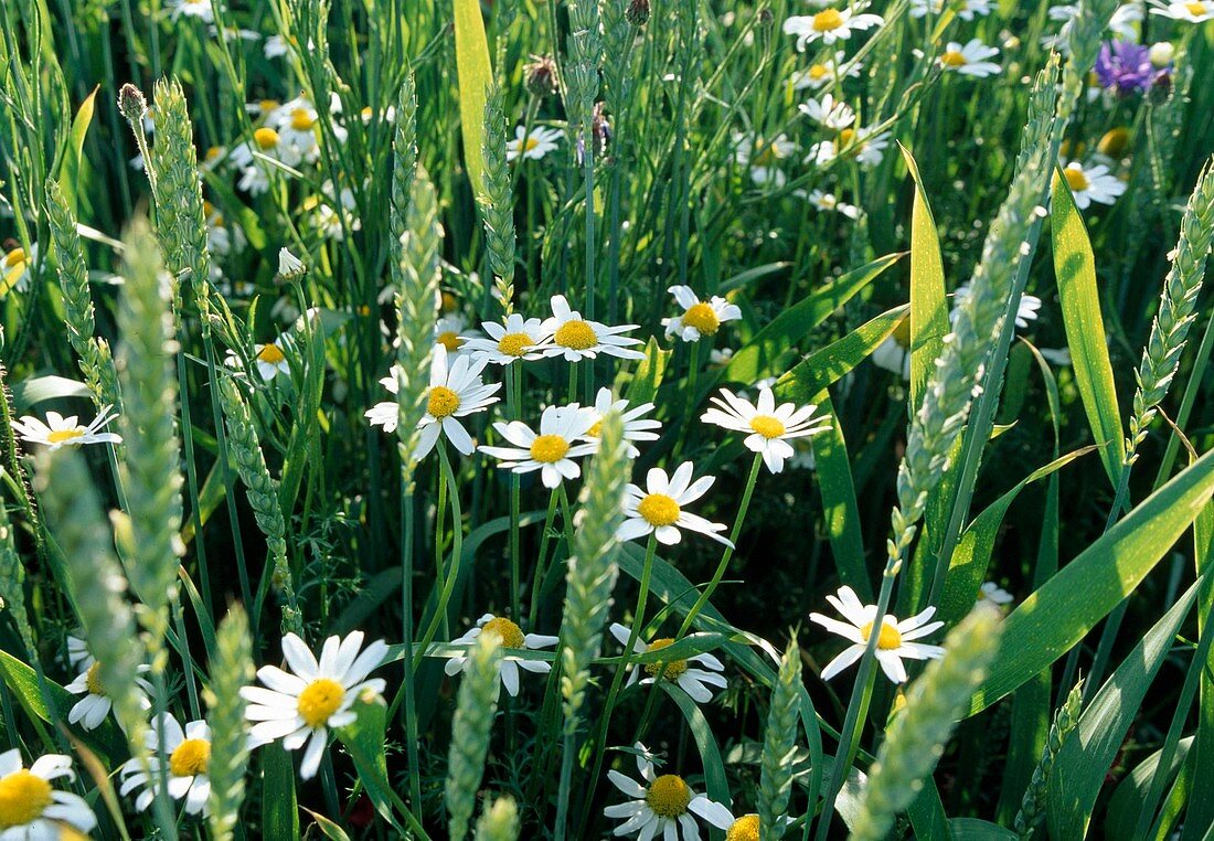 Anthemis arvensis (field chamomile) in the wheat field