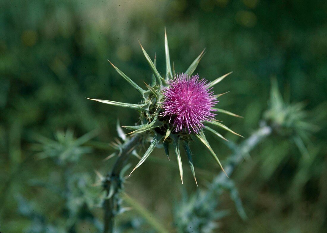 Silybium marianum (Mariendistel), die Früchte werden zu medizinischen Zwecken genutzt