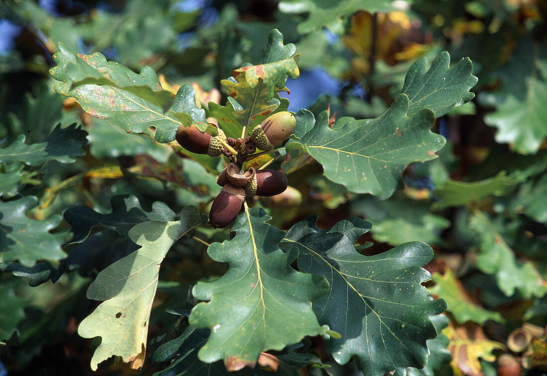 Quercus petraea (Traubeneiche, Wintereiche)