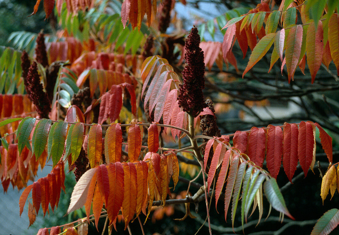 Vinegar tree in autumn