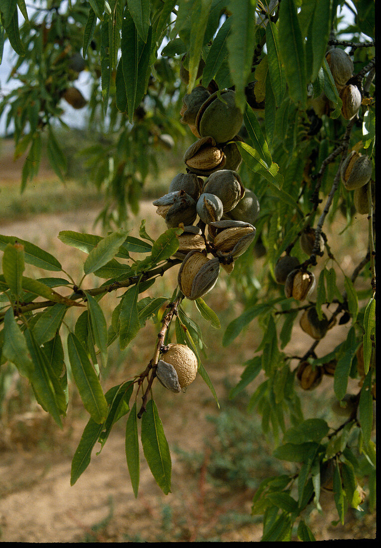 Almond (Prunus dulcis)
