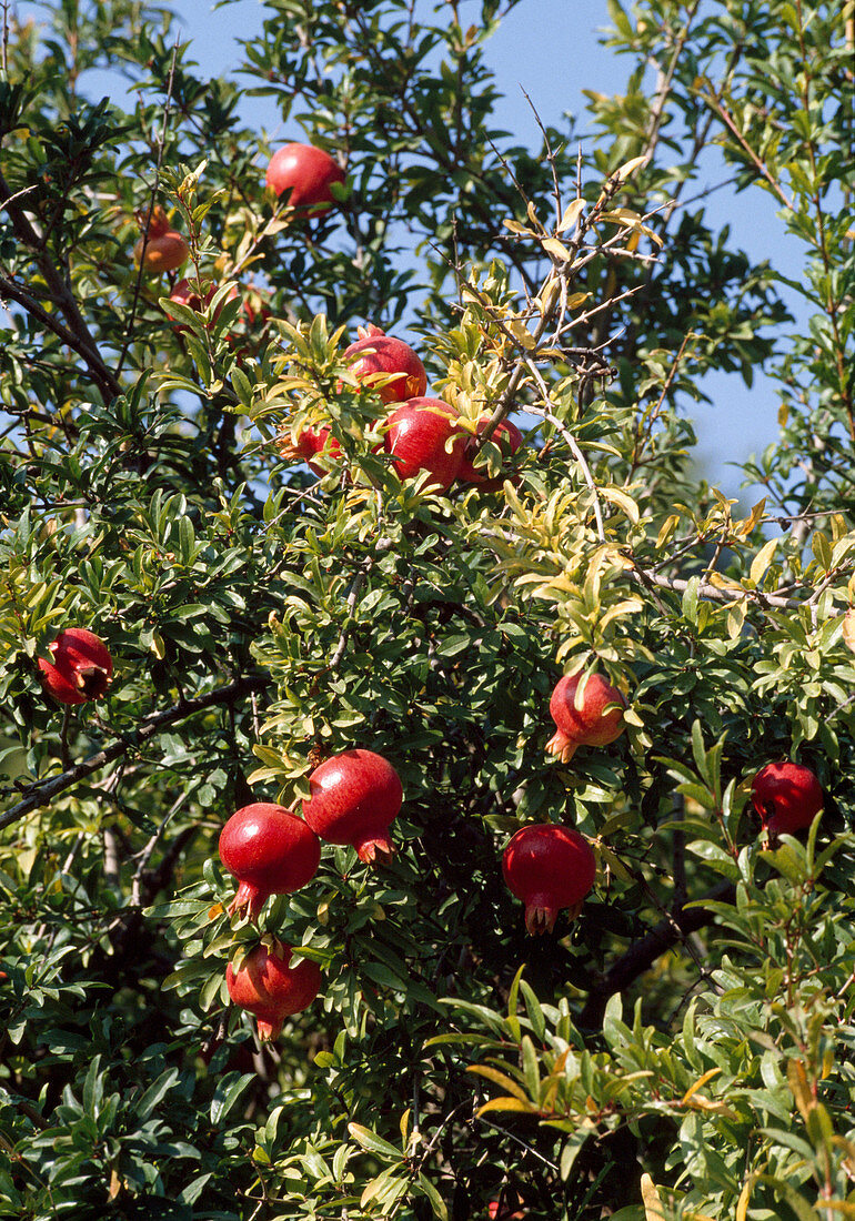 Pomegranate tree