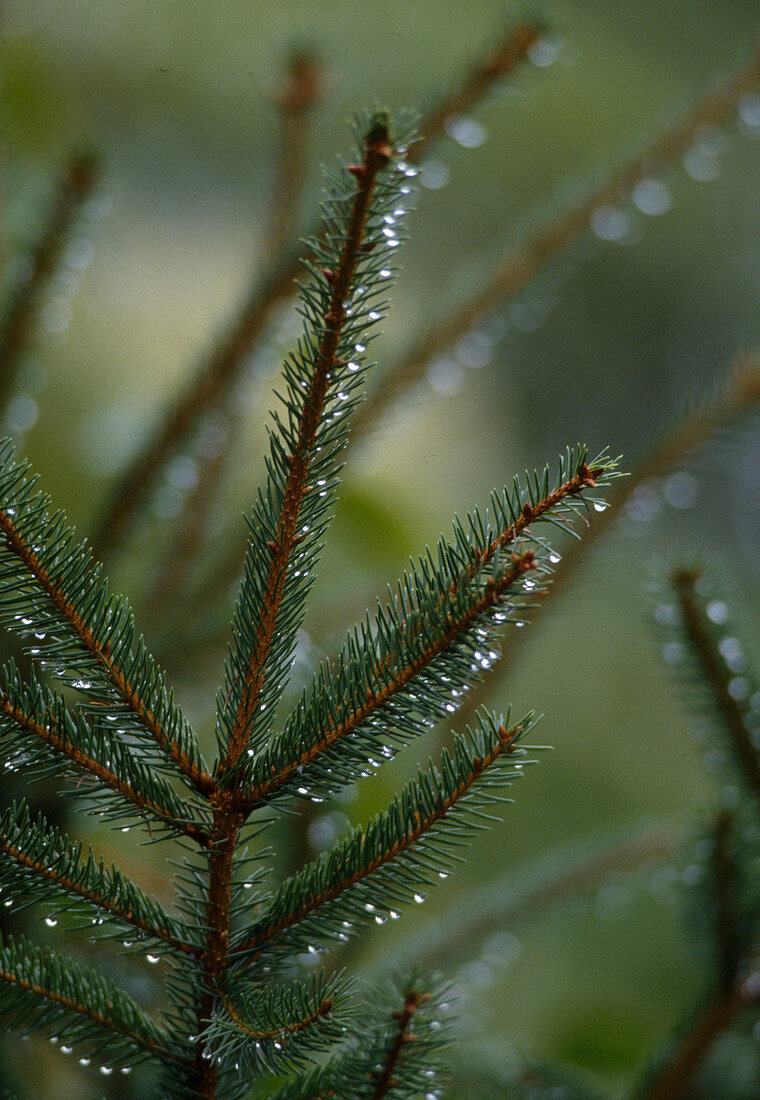 Picea abies (red spruce) with raindrops