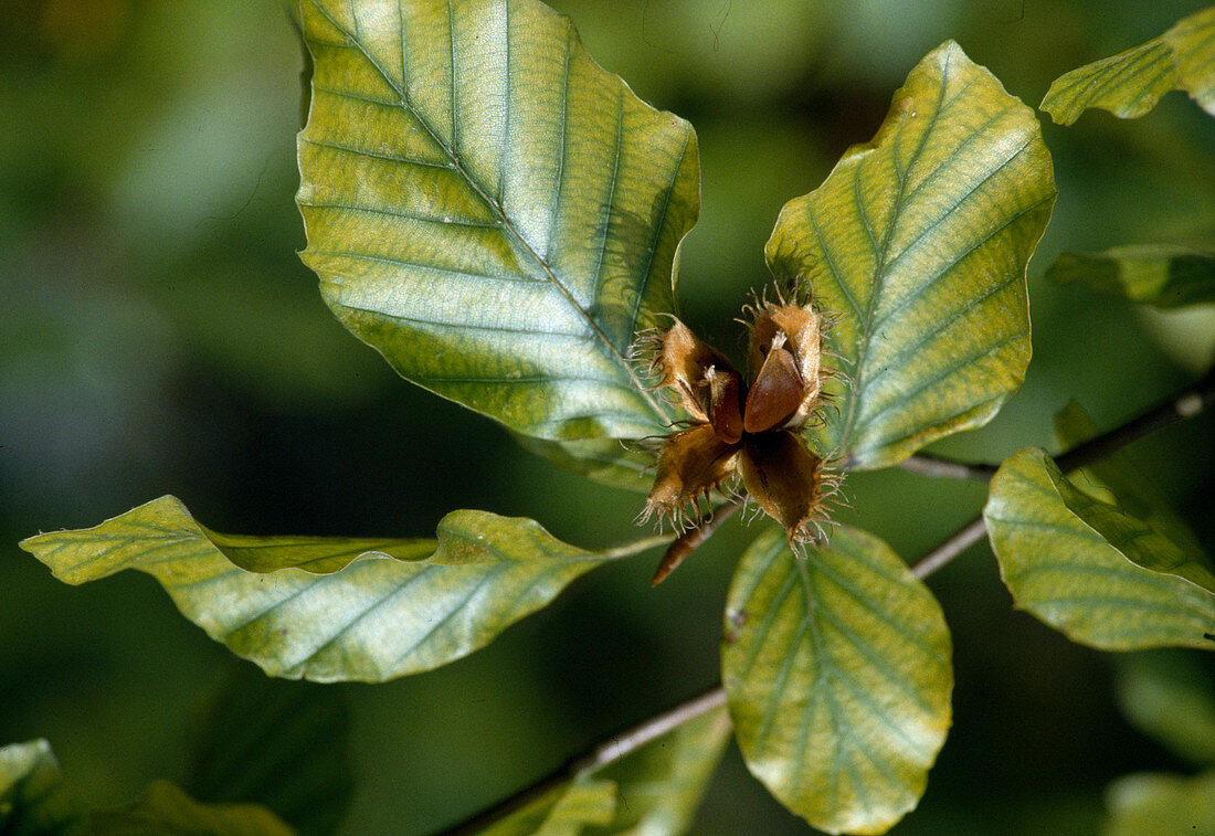Fagus sylvatica (copper beech)