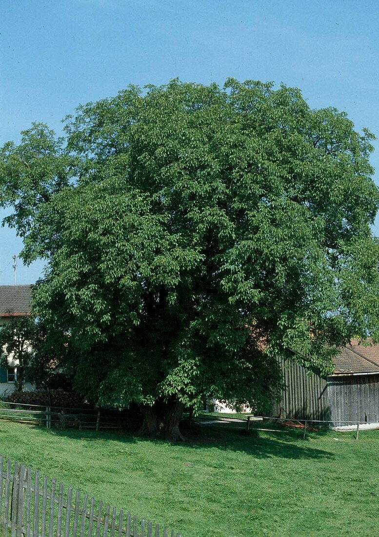 Walnut tree (Juglans regia)