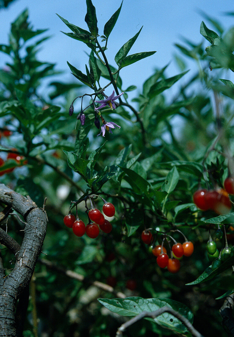 bittersüßer Nachtschatten Solanum dulcamara