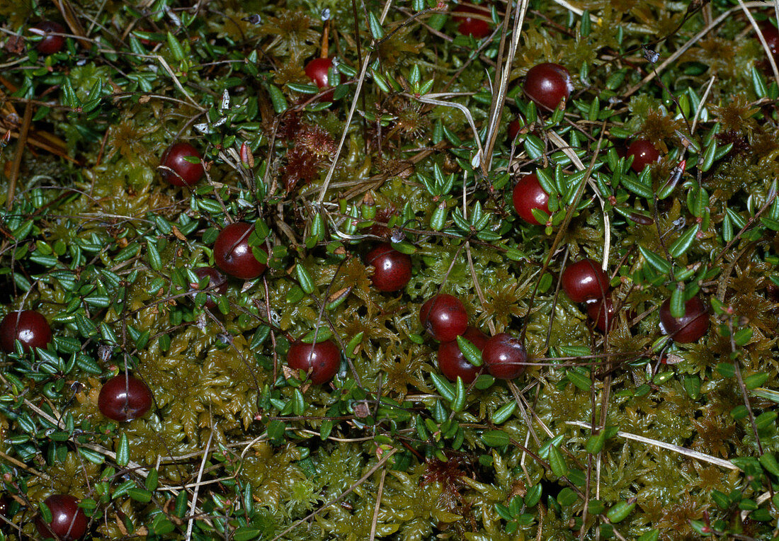Vaccinium macrocarpon (cranberries, also known as cranberries)