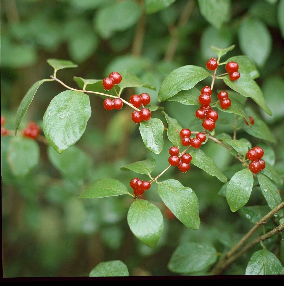 Lonicera xylosteum (Rote Heckenkirsche)