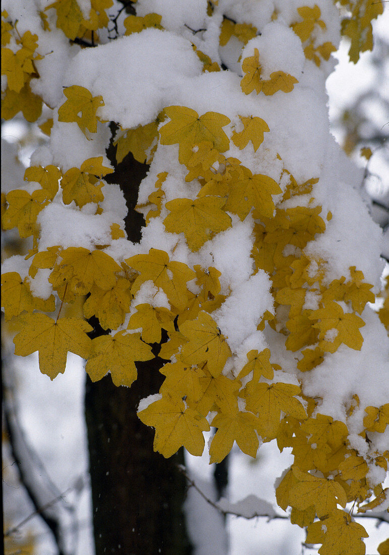Acer campestre (Feldahorn) mit Schnee auf Herbstlaub
