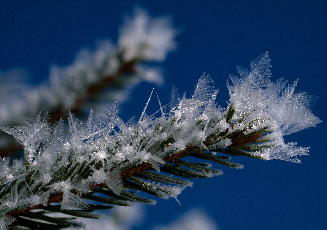 Ice crystals (hoarfrost) on tips of Picea abies (red spruce)