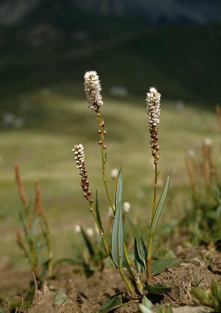 Knotweed (Bistorta vivipara, Polygonum viviparum)