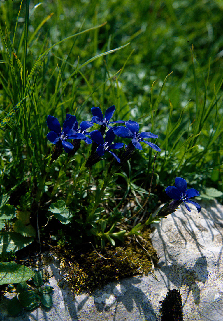 Gentiana utriculosa (Schlauch- Enzian)