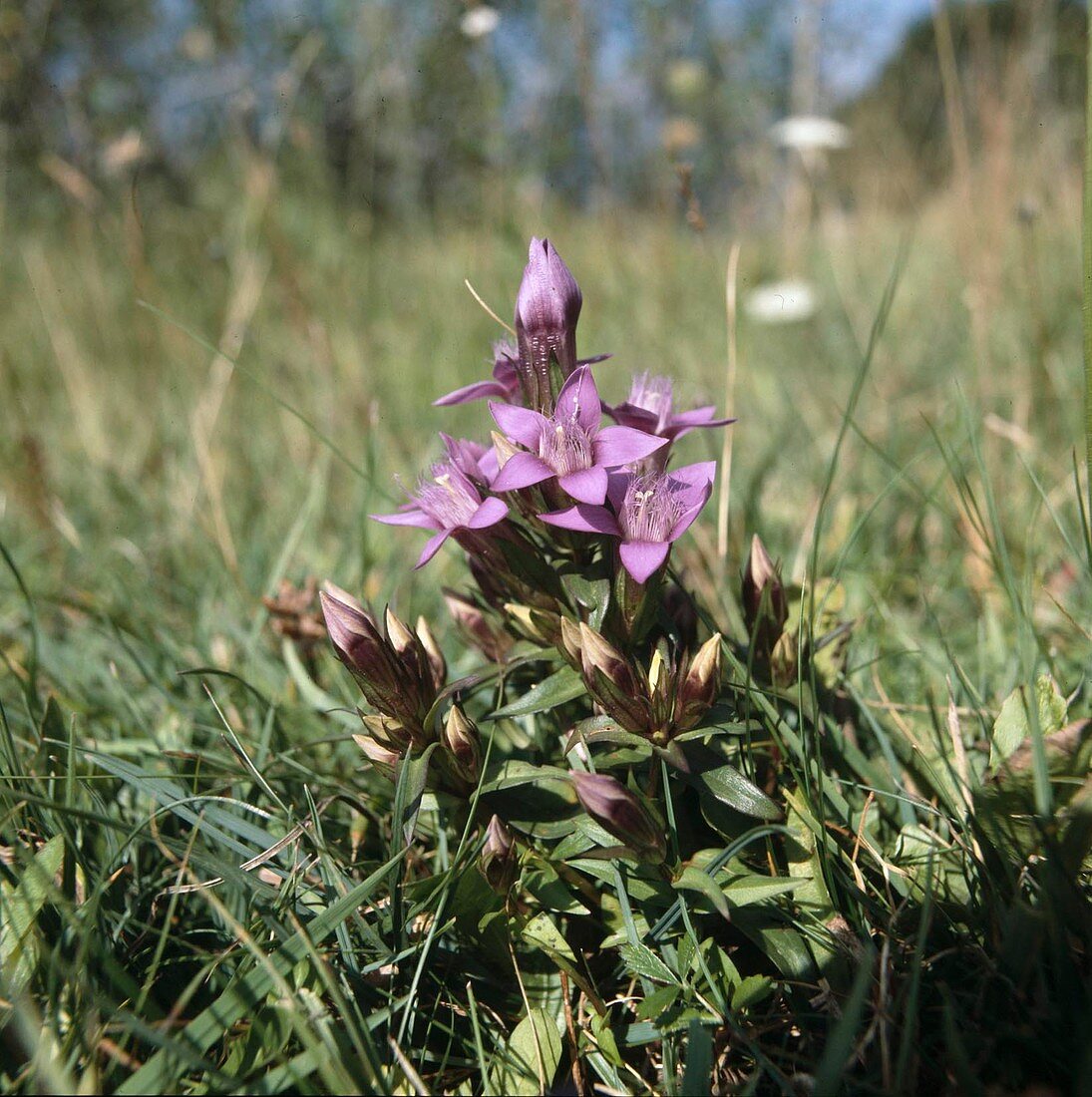 Gentianella aspera (Rough gentian)